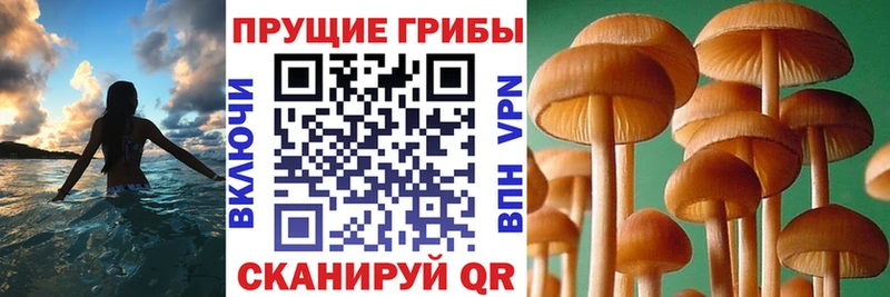 Купить где  Оха  Псилоцибиновые грибы Psilocybine cubensis 